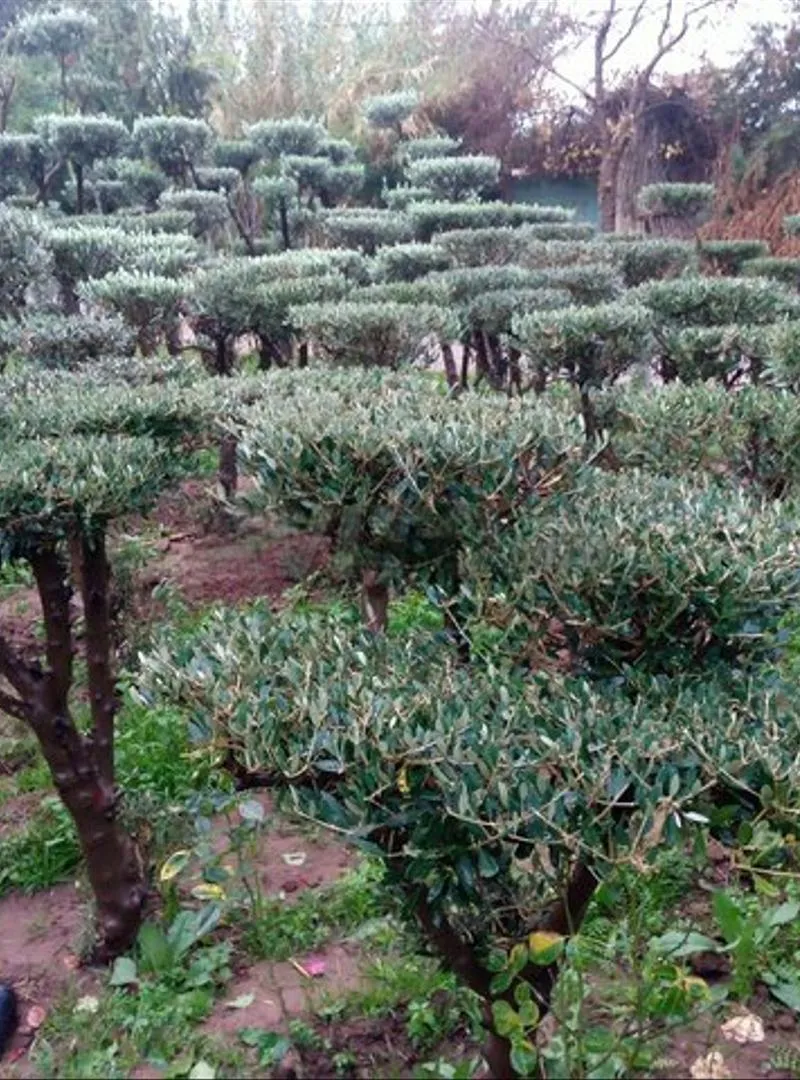 Oliviers bonzai