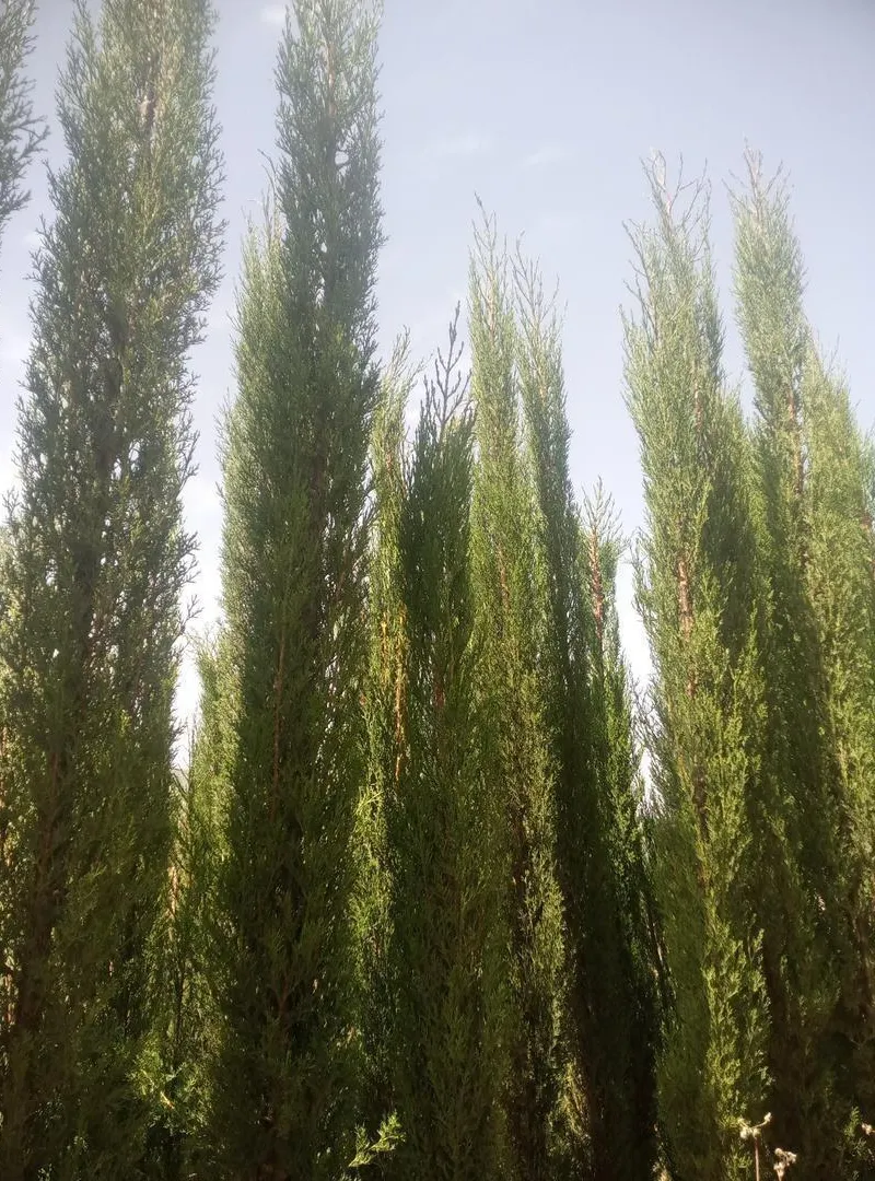 Cyprès colonnes 3 mètres