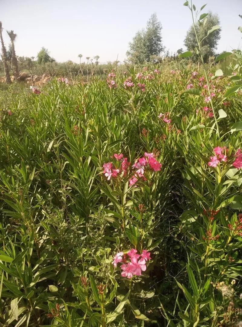 Lauriers (Nerium oleander)