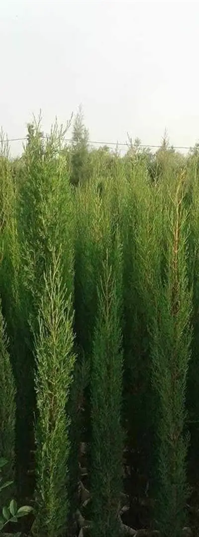 Cyprès Bougie 2 mètres