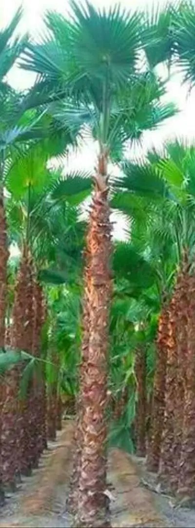 Palmiers Washingtonia 1 mètre de stipe