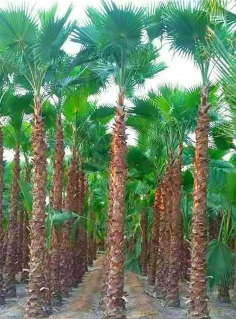 Palmiers Washingtonia 1 mètre de stipe