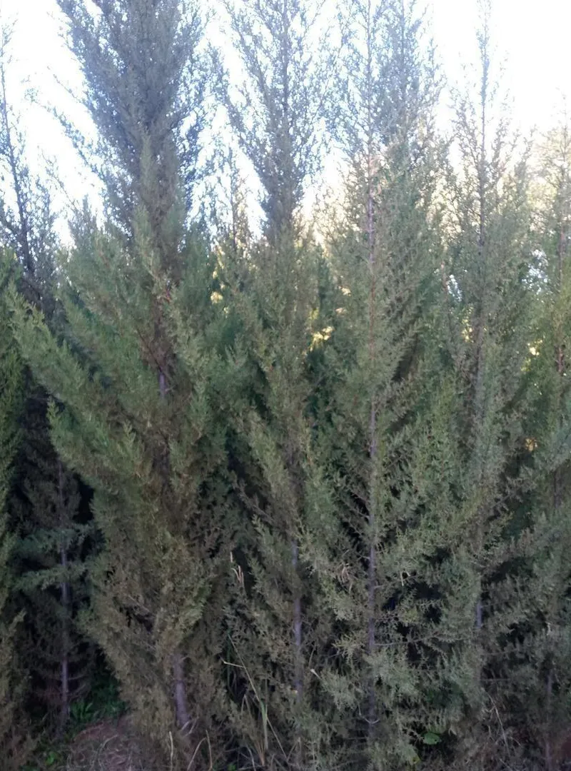 Cyprès 3 mètres