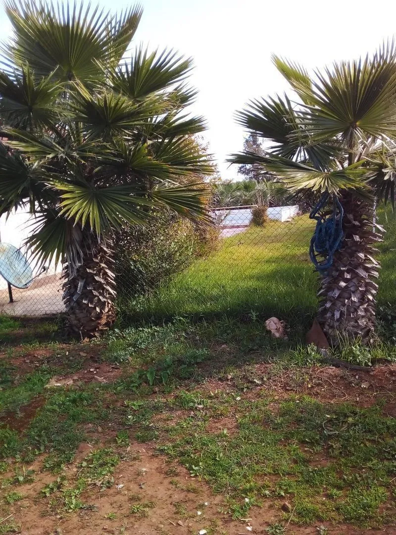 Palmiers Washingtonia à vendre