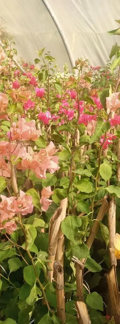 bougainvilliers