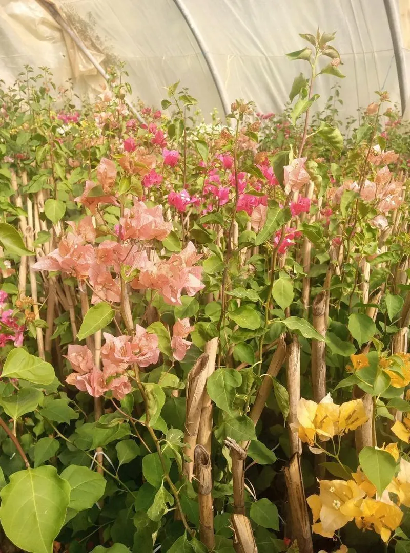 bougainvilliers