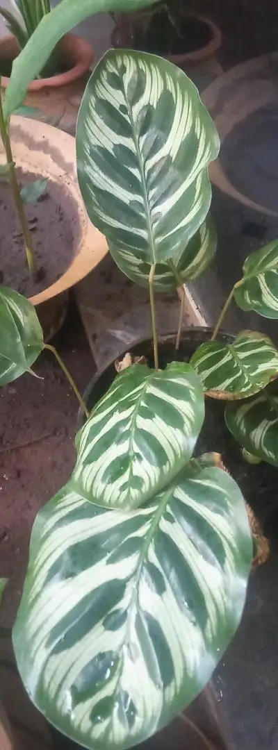 Calathea roseopicta Dotti