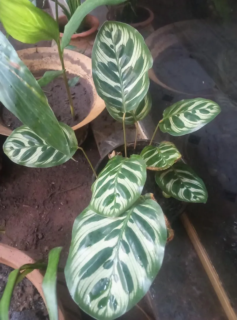 Calathea roseopicta Dotti