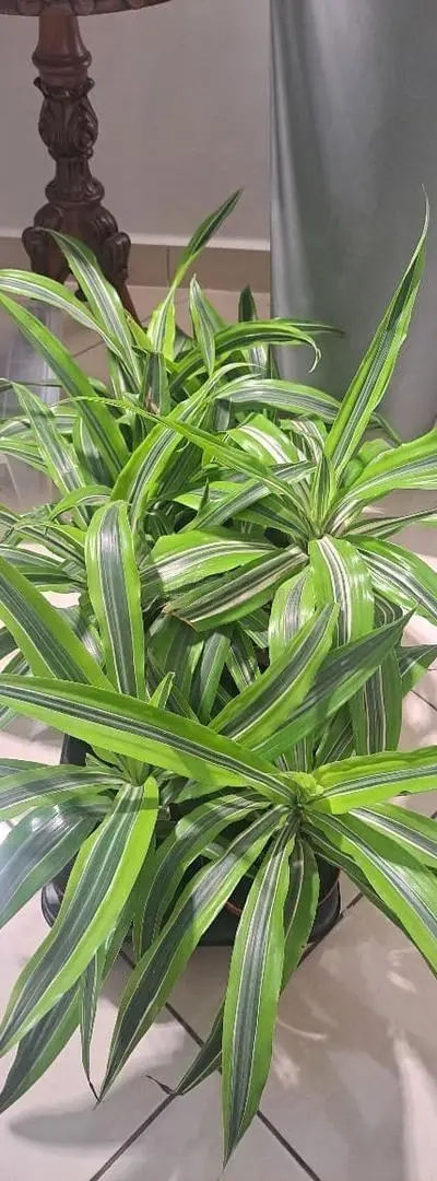 Plantes d'intérieur naturelles Tanger