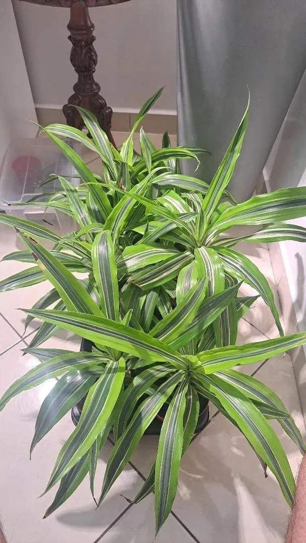 Plantes d'intérieur naturelles Tanger