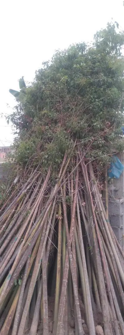 50 arbres en bon état et à un prix excellent et négociable