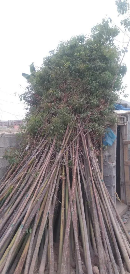 50 arbres en bon état et à un prix excellent et négociable