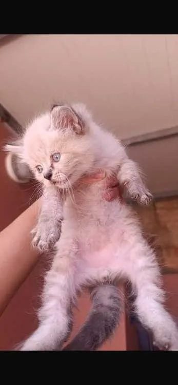 chat