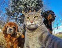 PENSION POUR VOS ANIMAUX A PARTIR DE 70DHS AGADIR