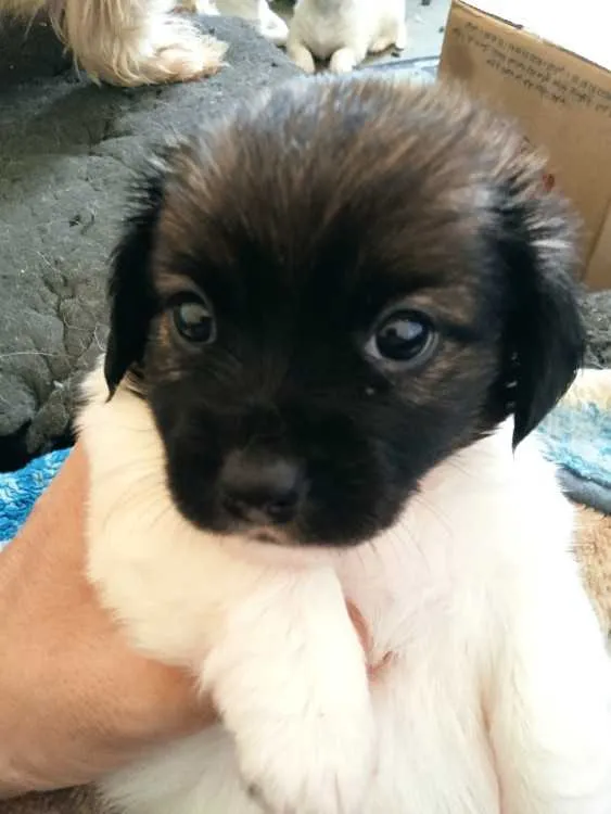 Jack Russell