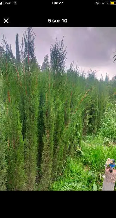 بيع جميع اصناف الاشجار المتمرة والديكور