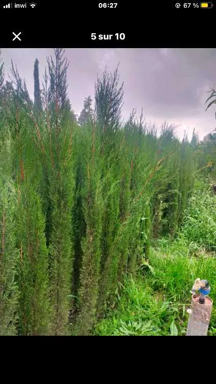 بيع جميع اصناف الاشجار المتمرة والديكور