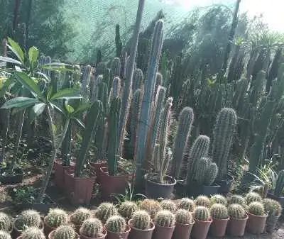 Vente tout les plante بيع جميع انواع الاغراس