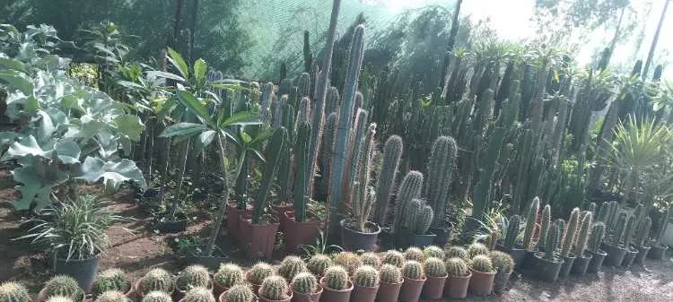 Vente tout les plante بيع جميع انواع الاغراس