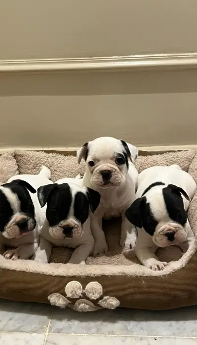 Bulldog Francais 🇫🇷📸