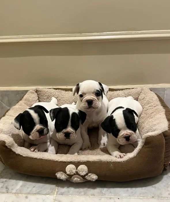 Bulldog Francais 🇫🇷📸
