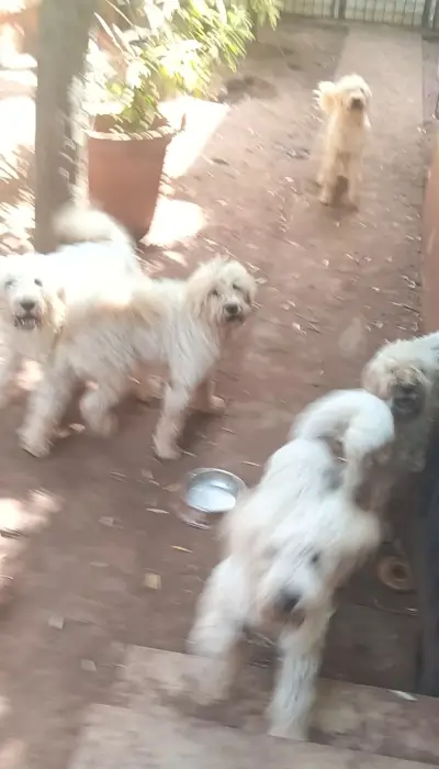 Caniche géant
