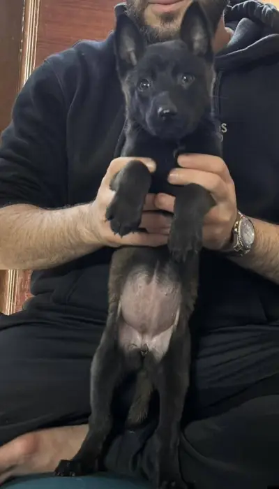 Chiot malinois charboni