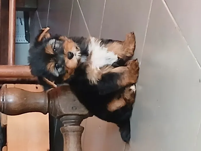 Sublime mâle yorkshire terrier pure race