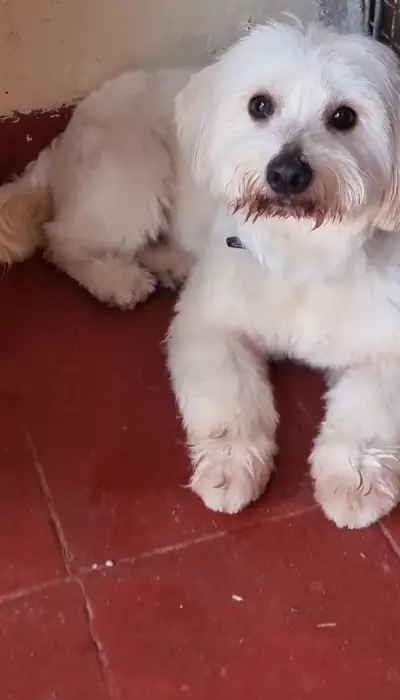 Bichon maltais