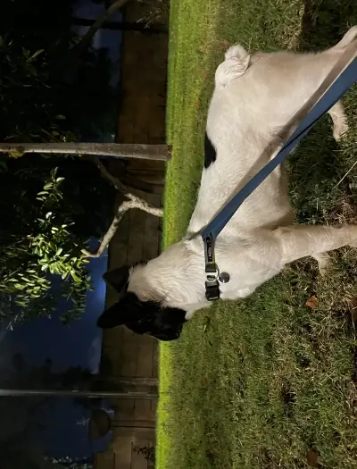Fluffy bulldog