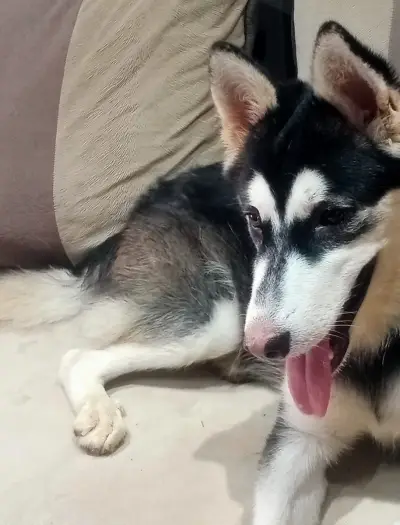 husky chienne