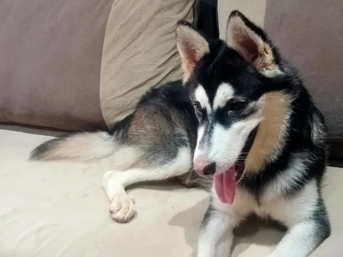 husky chienne