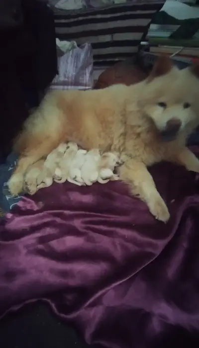 Chow chow