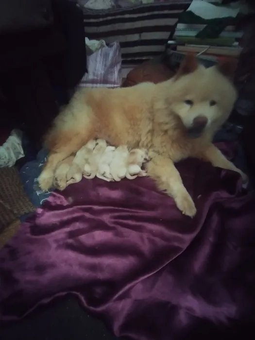 Chow chow