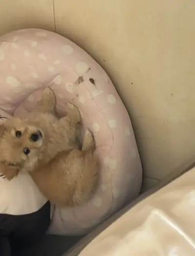 Chiot Pomeranian 4 mois vacciné