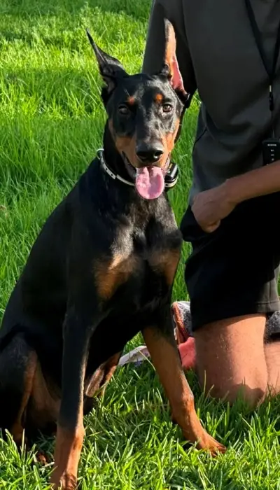 doberman