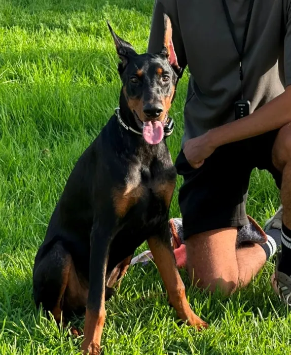 doberman