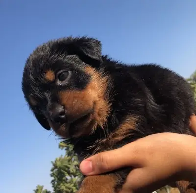 Chiots Rottweiler