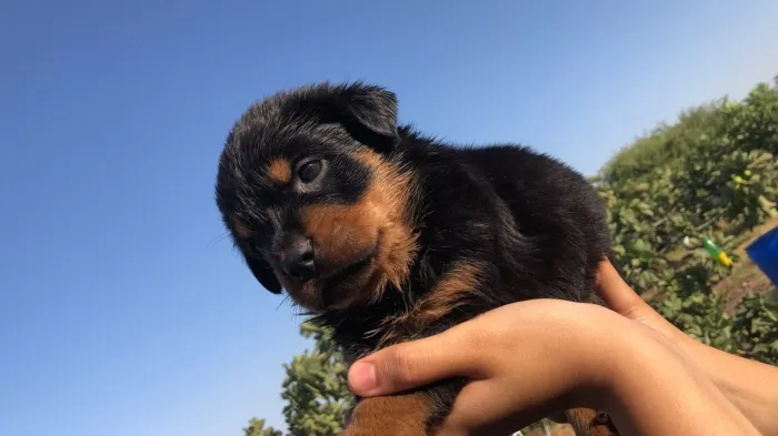 Chiots Rottweiler