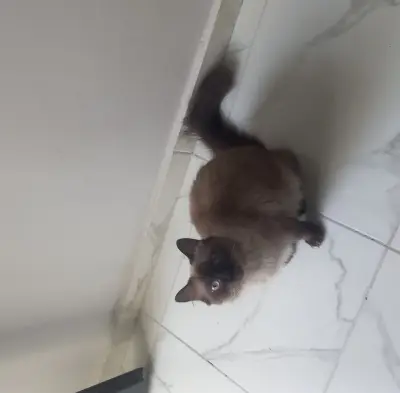 Une chat de 8 mois vaccinée et avec son carnetde santé