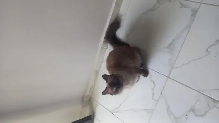 Une chat de 8 mois vaccinée et avec son carnetde santé