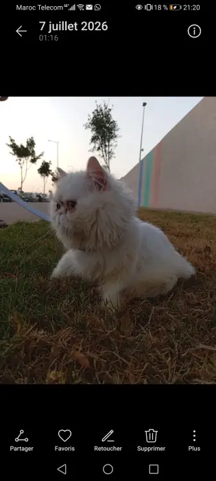 Chat persan