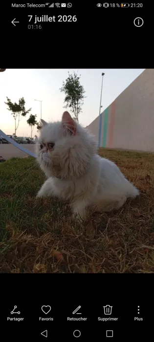 Chat persan