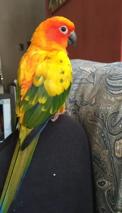 Conure de soleil / sun conure