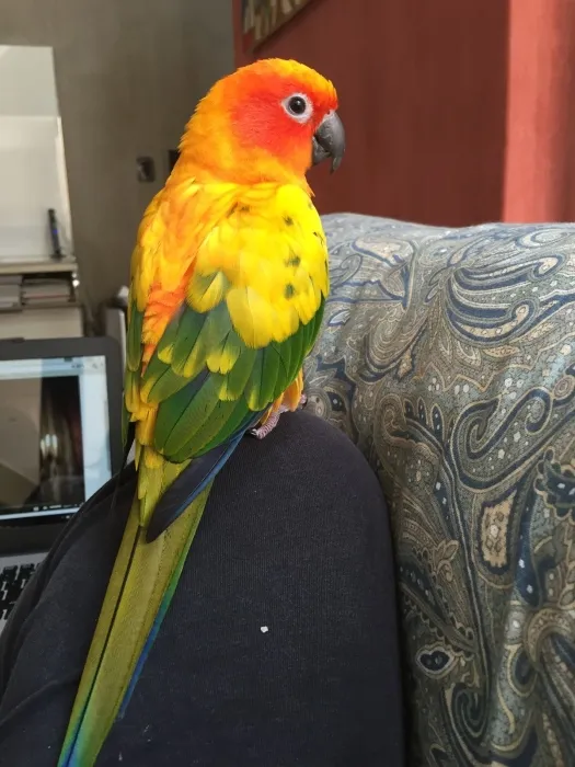 Conure de soleil / sun conure