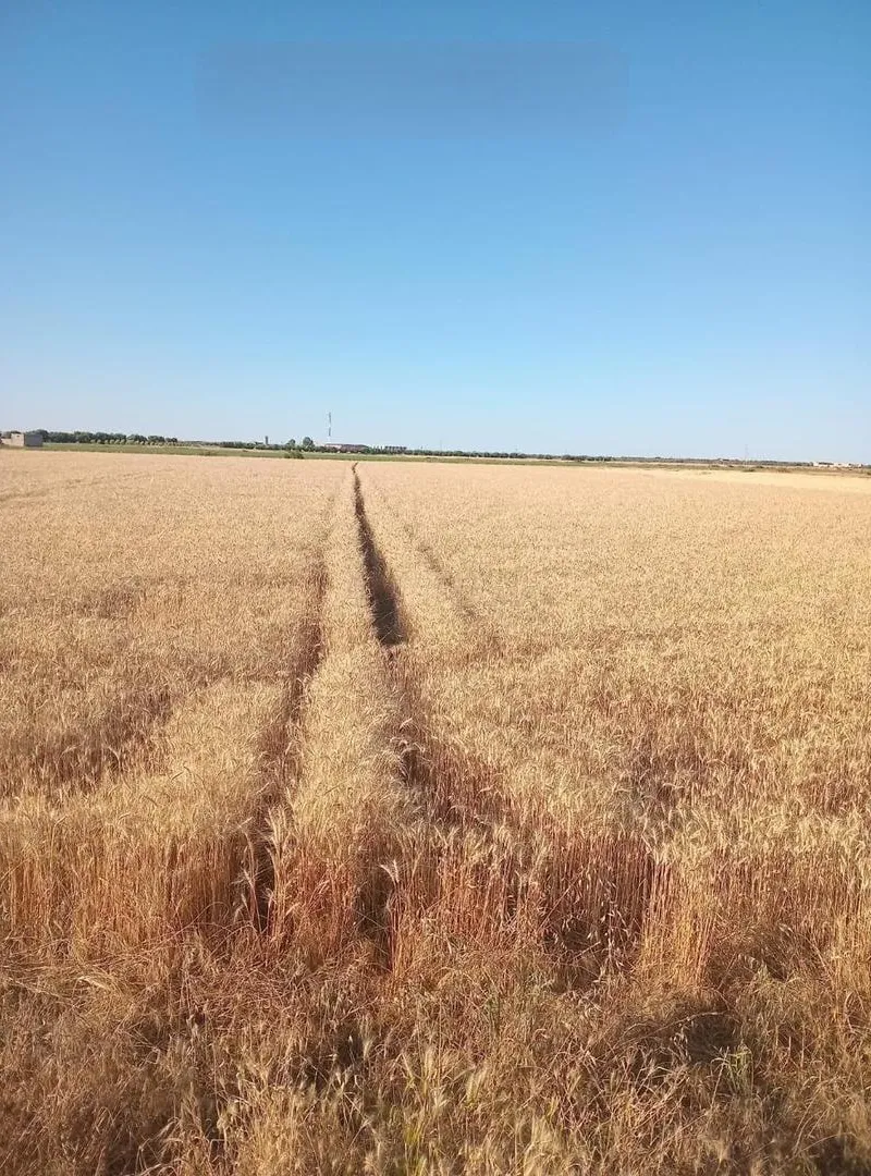 Terrain titré d'une superficie de 16 539 m²