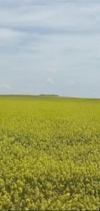 Terrain de 1.5 hectares situé à 10km de Berrechid