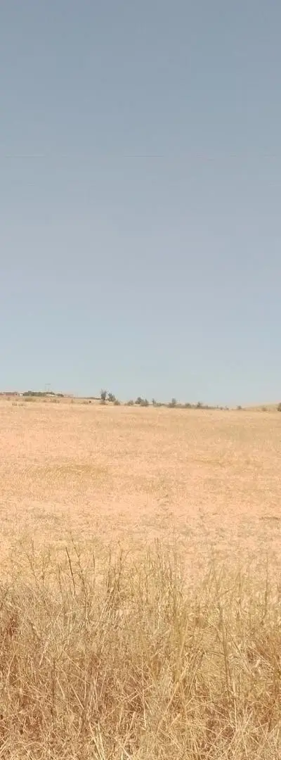 2 hectares et demi titrés sur le goudron
