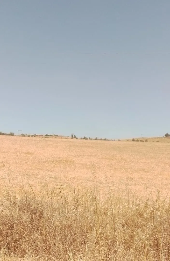 2 hectares et demi titrés sur le goudron