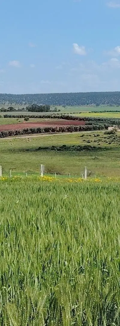 Terrains titrés à Azemmour pour l'agriculture et l'investissement.